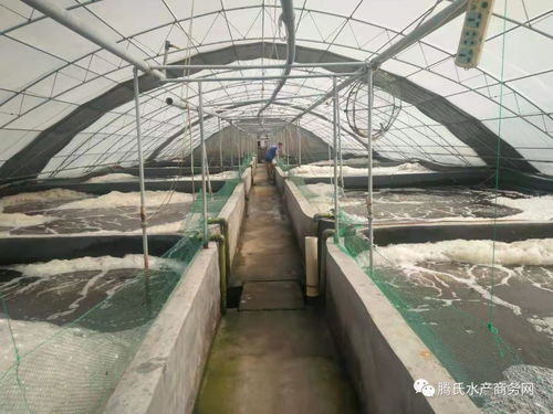 护肠养肝新突破 丁酸梭菌与乳酸菌联合发酵产品赋能工厂化养虾业