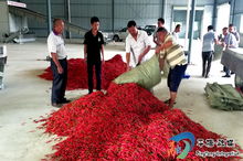 以“厂”增力，打通农产品价值提升之路