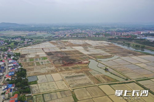 一季度长沙农产品加工业销售收入达917亿元 同比增长6.5%